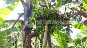 We did not find results for: Pohon Pisang Di Sidoarjo Berbuah 6 Tandan Faktualnews Co