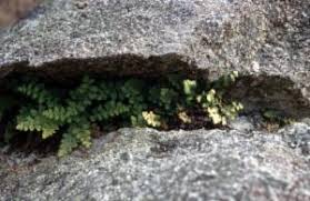 Image result for Asplenium rutifolium