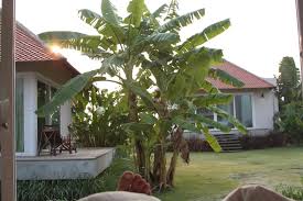 38 einzigartig garten tv das beste von. Bananenbaum Im Garten Lucerne Villa Resort Khao Yai Khao Yai Holidaycheck Zentralthailand Thailand