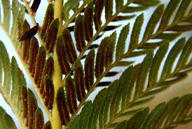 Image result for Todea