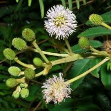 Image result for Mimosa pigra