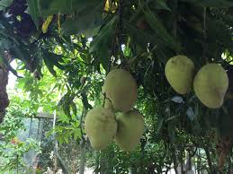 Garcinia mangostana）はフクギ属の常緑高木。東南アジア原産。マレー語、インドネシア語ではマンギス (manggis)、タイ語ではマンクット (มังคุด) という。果実は美味で「果物の女王」と称される。 ãƒžãƒ³ã‚´ãƒ¼ã®èŠ±è¨€è'‰ ç¨®é¡žã‚„èŠ±ã®ç‰¹å¾´ å®¶åº­èœåœ'ã§ã‚‚æ¥½ã—ã‚ã‚‹ Greensnap ã‚°ãƒªãƒ¼ãƒ³ã‚¹ãƒŠãƒƒãƒ—