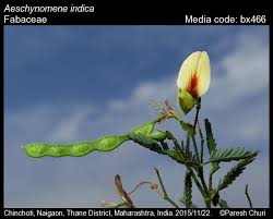 Image result for Aeschynomene sp. B