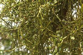 Image result for Viscum combreticola