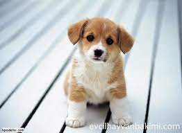 tatli kopek yavru kopek en tatli yavru kopekler yavru kopek en tatli yavru kopekler kopekler cute names for dogs cute puppy wallpaper cute puppies
