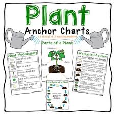Plant Parts And Life Cycle Anchor Charts