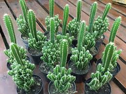 Tak cuma untuk kebun bernuansa gurun, kaktus berbunga yang ditempatkan di pot juga bisa menjadi tanaman hias indoor yang cantik. 7 Kaktus Hias Tahan Banting Bisa Dirawat Pemula