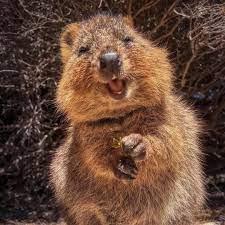 A Quokka Rottnest Island Western Australia This Tiny Island Off The Coast Of Perth Is The Only Place You Can F Quokka Quokka Animal Cute Cats And Dogs