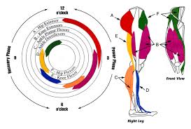 Spend some time revising this diagram by connecting the name and location of each structure with what you've just learned in the video. Leg Muscles Used In The Cycling Pedal Stroke Skyaboveus