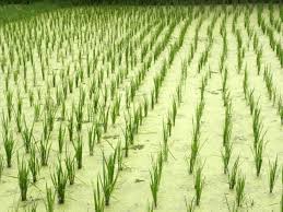 Orang yang salat di bulan ramadhan berbeda dengan orang yang salat di bulan biasa. Pertanian Di Malaysia Wikipedia Bahasa Melayu Ensiklopedia Bebas