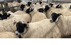Show & Sale Dartmoor Sheep