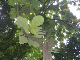 Image result for Macaranga mellifera