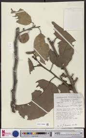 Image result for Strombosiopsis tetrandra