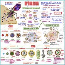 Medmindmaps Mapas Mentais Para O Enem E Vestibulares Com Imagens Mapas Mentais Biologia Enem