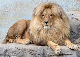 Mane Of The Day Czech Lion S On Point Hairstyle Is Making Everyone Jealous Animals Beautiful Majestic Animals Beautiful Cats