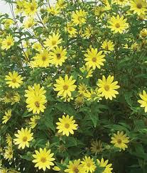 Lebah sangat menyukai jenis bunga matahari ini. 15 Garden Helianthus Lemon Queen Ideas Yellow Flowers Attract Butterflies Foliage
