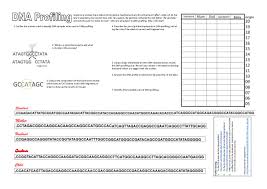 Dna fingerprinting is the most accurate way of identifying anyone. 35 Dna Fingerprinting Worksheet Answers Free Worksheet Spreadsheet