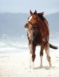 2024 KZN YEARLING SALE