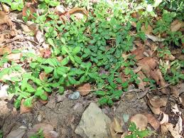 Image result for Krauseola mosambicina