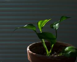 We did not find results for: Pothos Care Prune Grow