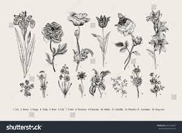 Black And White Illustration Botany Set Vintage Flowers Black And White Illustration In The Style Of Engravings Vintage Flowers Flower Illustration Black And White Illustration