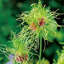 Hair Allium Appearing A Bit Like An Alien Life Form It Launches Several Unusual Flowers Per Stem For An Unmatched Whi Bulb Flowers Sutton Seeds Garden Bulbs