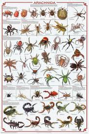 24x36 Arachnida Spider Educational Science Chart Poster