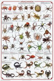 24x36 Arachnida Spider Educational Science Chart Poster