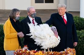 Maybe you would like to learn more about one of these? President Trump Pardons Corn America S National Thanksgiving Turkey U S Embassy In Georgia