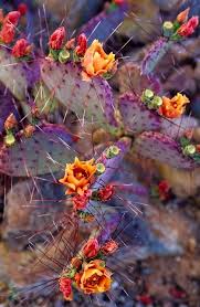 Minnesota duo the cactus blossoms have released got a lotta love from their upcoming album easy way. Love It Prickly Pear Cactus Cactus Flowers Plants