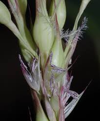 Image result for Olyra latifolia