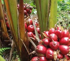 Image result for Aframomum alboviolaceum