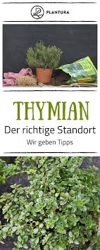 Thymian Anbauen Ernten Und Lagern Plantura Krauter Anpflanzen Thymian Pflanzen Pflanzen