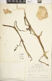 Image result for Lagenaria abyssinica