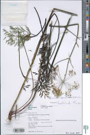 Image result for Afrosciadium