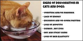 The Island Cats Every Cat Wants To Be An Island Cat Cat Health Dog Cat Signs Of Dehydration