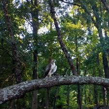 Oak Ridge Disc Golf Doubles