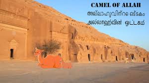 The stories of prophets of islam allah had sent down a total of 124,000 prophets for the guidance in order to test hazrat saleh (may allah be pleased with him), they asked him to bring a special camel. Ummama Kathakal Camel Of Allah Prophet Salih And Damood Tribe Youtube