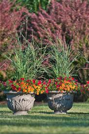 Although some perennials bloom all summer long, just like your favorite annuals, others don't. Petite Perennial Grass For Containers Perennial Grasses Flowers Perennials Container Garden Design