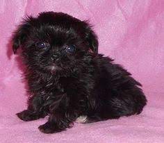 Pin By Dannica Esguerra On 121 Black Shih Tzu Shih Tzu Puppy Cute Animals