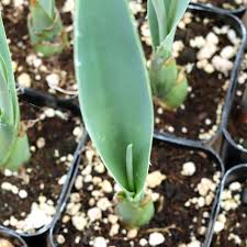 Image result for Maerua grantii