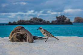 The galápagos islands, part of the republic of ecuador, are an archipelago of volcanic islands distributed on either side of the equator in the pacific ocean surrounding the centre of the western hemisphere. Interesting Galapagos Islands Facts Learn About Animals Of The Islands