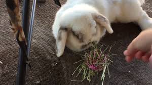 Ear if a dog seems to be under physical distress while they appear to be sleeping, it may not be normal. Bunny S Mouth Twitches While Sleeping Sooo Cute Youtube