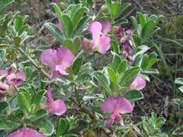 Image result for Podalyria