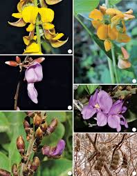 Image result for Crotalaria parvula