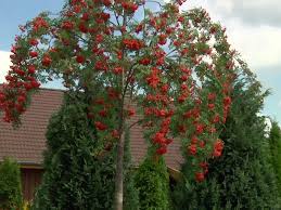 Bot.〉 angehörige einer gattung der rosengewächse: Essbare Vogelbeere Eberesche Edulis Sorbus Aucuparia Edulis Baumschule Horstmann