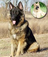 Our german shepherd puppies will be adopted quickly, so reach out to reserve your furever friend or if you have any questions. 15 Things To Consider Before You Choose A King Shepherd Animalso