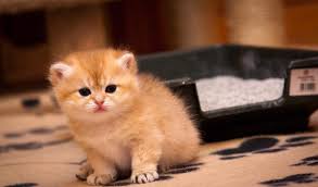Bir Kedi Kanla Idrara Cikarsa Ne Yapmali Normal Kedi Idrari Neye Benziyor
