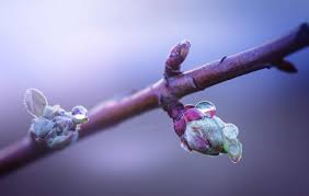 Fruit trees often provide fragrance, beautiful blooms, edibles, interesting foliage, and form to the landscape. Fruit Tree Chill Hours Harvest To Table