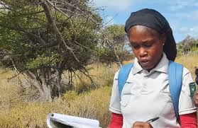 Image result for Olea chimanimani